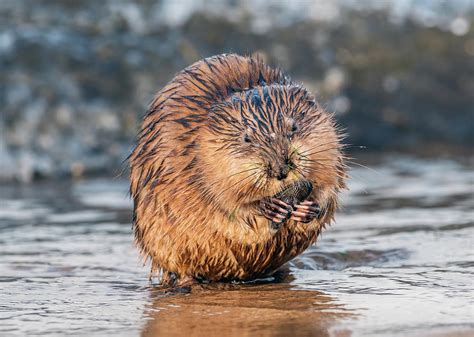 Muskrat Eating A Mussel On A Chesapeake Bay Beach Photograph By Patrick