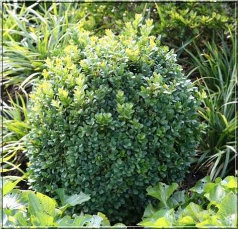 Buxus Sempervirens Blauer Heinz Bukszpan Wieczniezielony Blauer Heinz