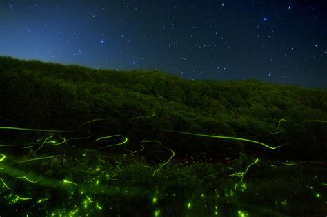 Светлячки | FotoRelax | Firefly, Sun and clouds, Japanese photography