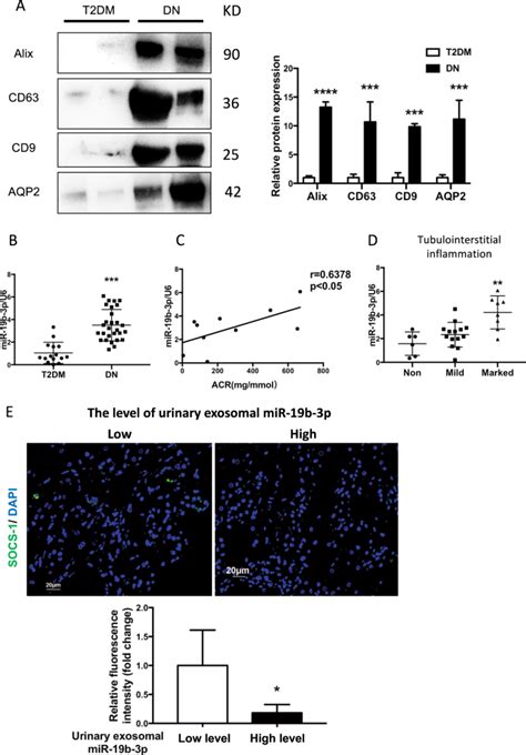 Exosomal Mirna 19b 3p Of Tubular Epithelial Cells Promotes M1