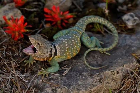 13 Lizards In Oklahoma Wildlife Informer