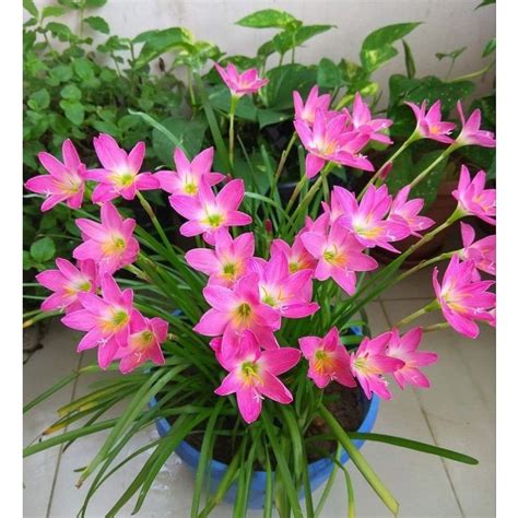 Jual TANAMAN HIAS LILI HUJAN BUNGA PINK TANAMAN HIAS RAIN LILY