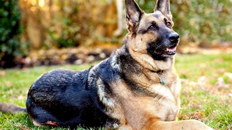 German Shepherd Female Names - German Choices