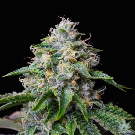 Skywalker OG Strain | Skywalker OG Seeds | Feminized OG Skywalker