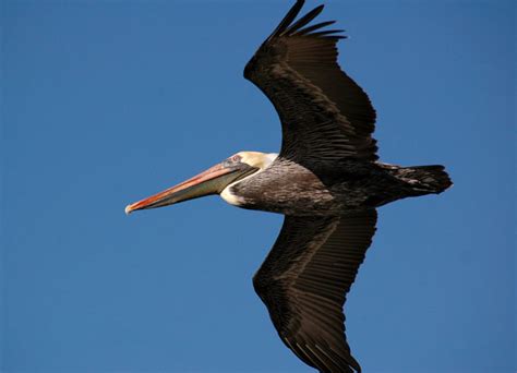 Pelican Flying Free Stock Photo - Public Domain Pictures