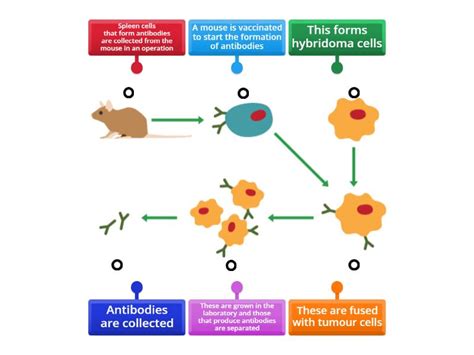 Making Monoclonal Antibodies - Labelled diagram