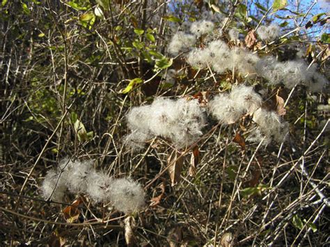 Winter Weeds Virgins Bower Outside My Window