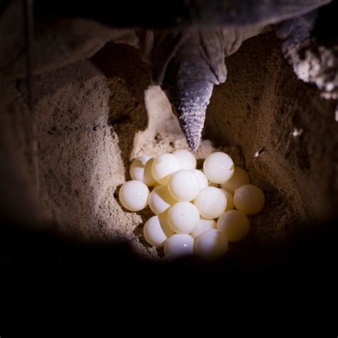 Painted Turtle Eggs - All Turtles