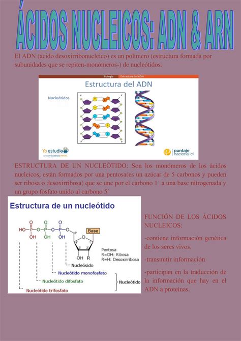 ADN Y ARN apuntes El ADN ácido desoxirribonucleico es un polímero