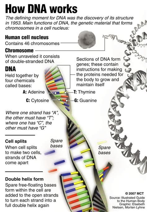 Dna Structure And Function Worksheet