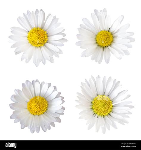 Four Daisies Bellis Perennis Isolated On White Background Stock