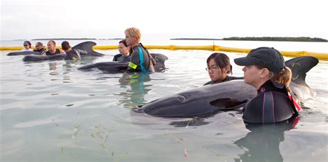 Mass Pilot Whale Stranding in the Florida Keys