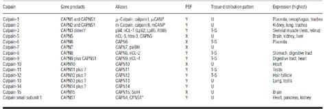 Table 1 From CHARACTERIZATION OF CALPAIN PROTEOLYTIC ACTIVITIES IN