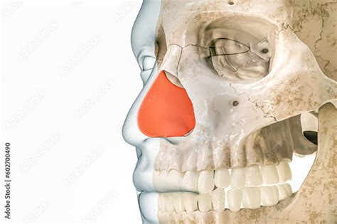 Septal Cartilage Or Septum In Red With Body Contours D Rendering