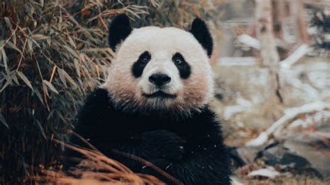 Linaje del oso panda cuánto tiempo lleva en la tierra