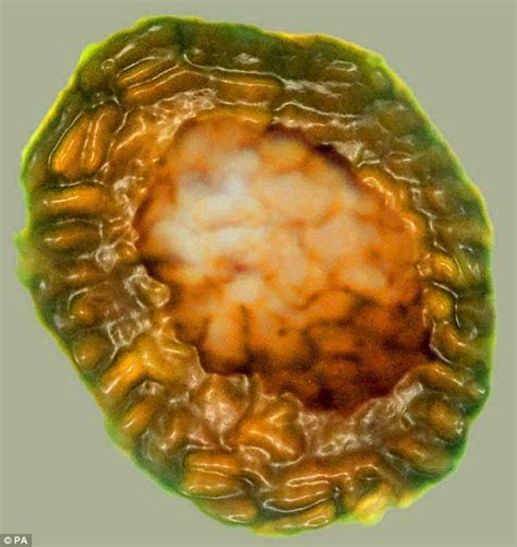 Xenophilia (True Strange Stuff): One billion-year-old life form fossils ...