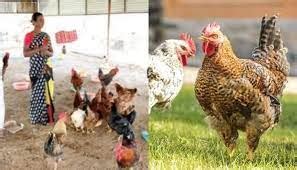 Economic Feeding Of Backyard Poultry In India Pashudhan Praharee