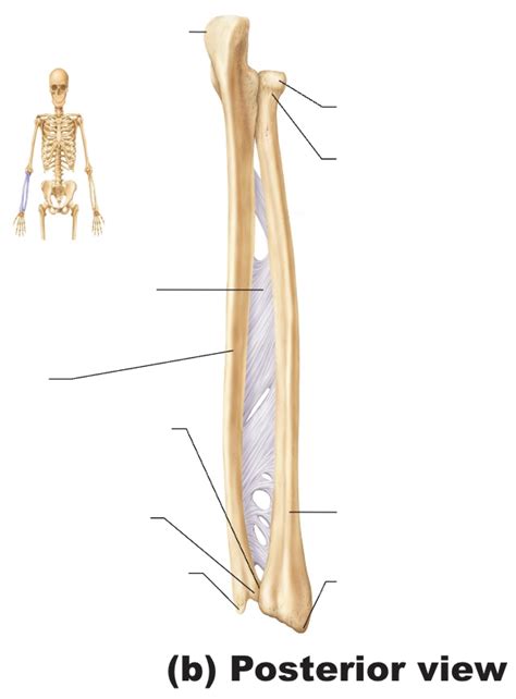 Forearm Posterior View Diagram Quizlet