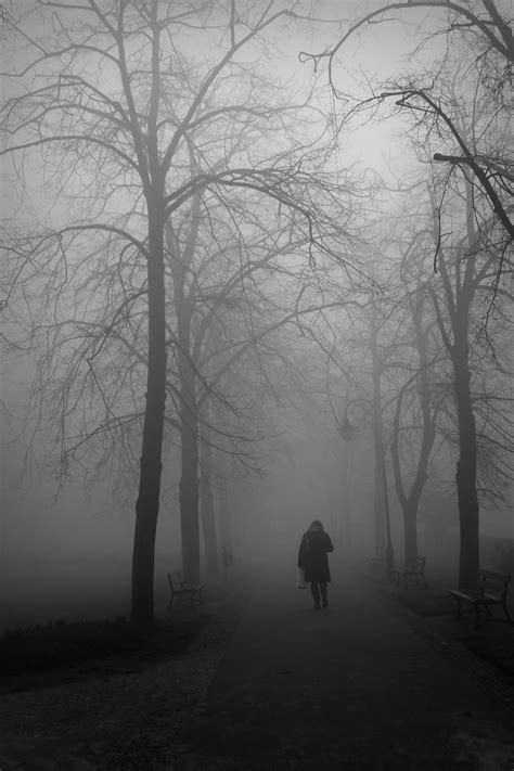 Free Images Tree Forest Branch Snow Winter Black And White Mist