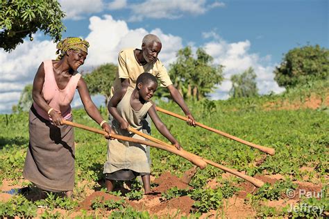 Restructuring Agriculture In Malawi Let The Hoe Rest In Pieces