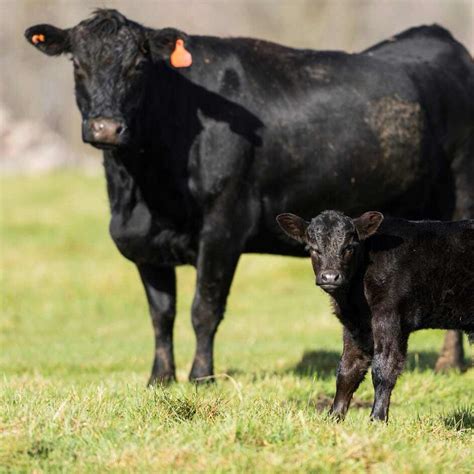 calf inventory management software breedr