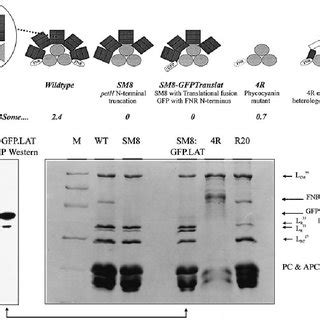 Sdspage Analysis Of Wild Type Mutant And Recombinant Purified