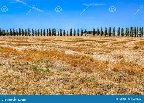 Paisaje Con Cipreses Cipreses De Carretera Recta Campos Amarillos Y