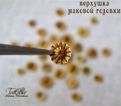 Маковые коробочки. Верхушки маковых коробочек купить в интернет ...