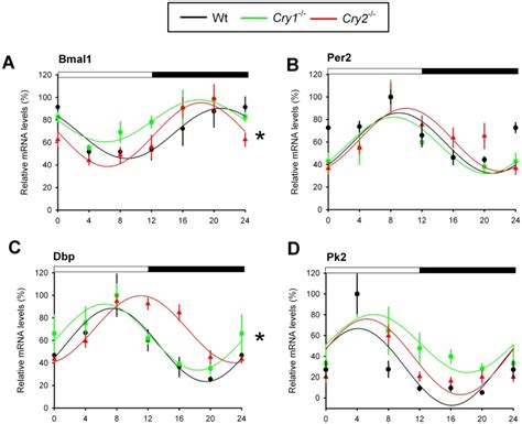 Relative Mrna Expression Profiles Of Core Clock Genes Bmal A And