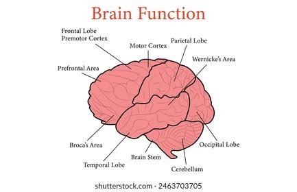 Human Brain Function Anatomy Cell Vector Stock Vector (Royalty Free) 2463703705 | Shutterstock