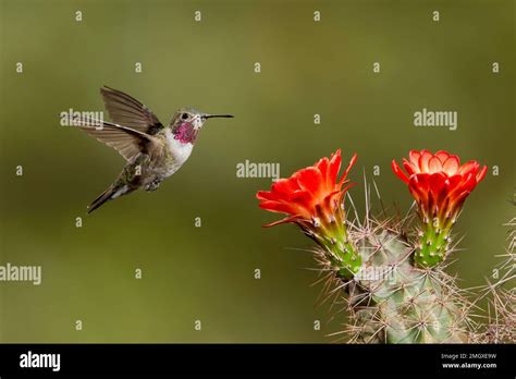 Broad Tailed Hummingbird Second Year Male Selasphorus Platycercus