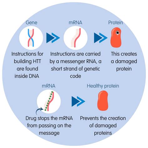 Huntingtons Disease Timeline Huntington S Victoria