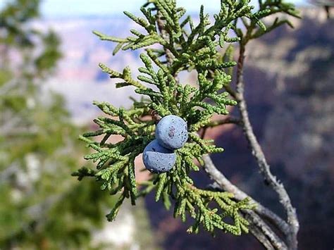 Free picture: juniper, berries, bryce, canyon, national park