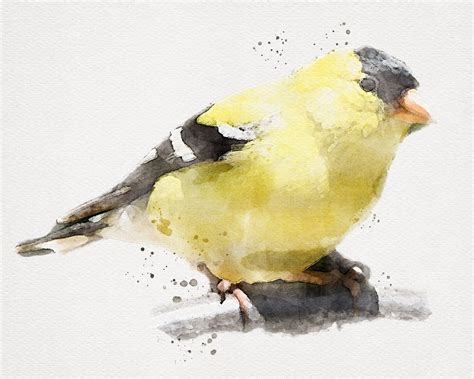 Goldfinch Painting Goldfinch Watercolor Gold Finch Watercolor