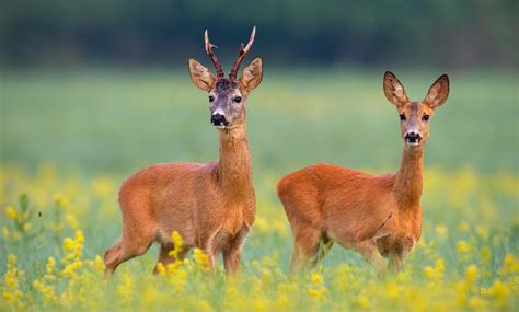 Wie Wildtiere Der Hitze Trotzen Wissenschaft De