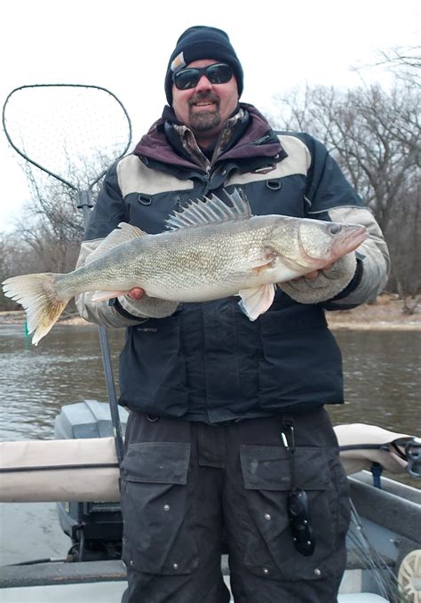 2024 Walleye Photos Walleye And Sauger Walleye And Sauger In Depth