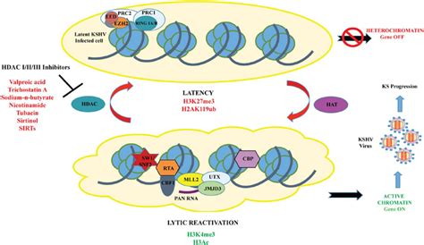 A Model For The Chromatin Landscape Of RTA Promoter During KSHV Latency