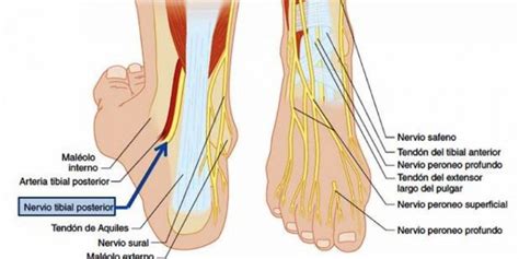 Nervio Tibial Qu Es Disfunci N Lesiones Y Mucho M S Sobre Este Tema