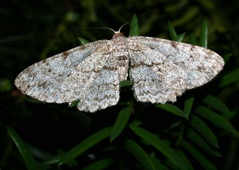 Aschgrauer Rindenspanner Hypomecis Punctinalis 1 Flickr