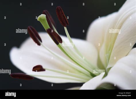 Close Up Of White Lily Showing The Male Stamen Anther And Filament And