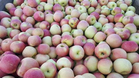 Picking Honey Crisp, Gala & Fuji Apples — Mountain Fresh Orchards