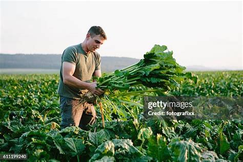 Beet Farmer Photos And Premium High Res Pictures Getty Images