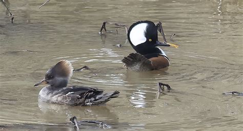 Hooded Merganser Male Female Los Gatos Creek Park Cam Flickr