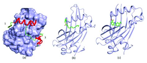 structures  tead  complex  yap  ligands   structure