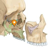 Inferior Nasal Concha: Location, Anatomy, Functions With, 44% OFF