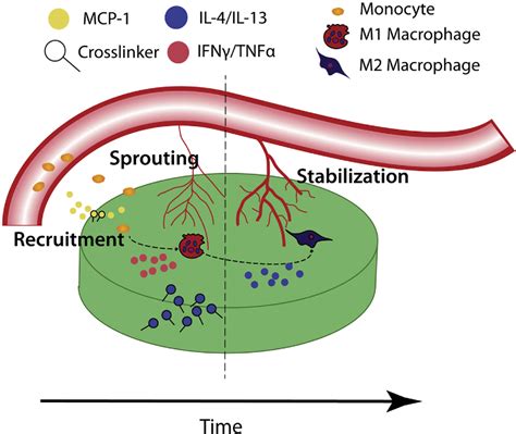 Figure 1 From Sequential Drug Delivery To Modulate Macrophage Behavior