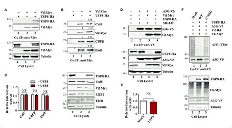 Ubiquitin Specific Protease Usp Specifically Interacts With