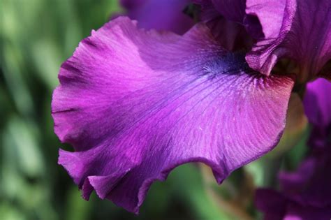 Bearded Iris Purple Flower Free Photo On Pixabay Pixabay