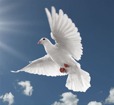 Peace Dove Background