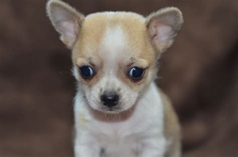 Pedigree Teacup Chihuahua Puppies Wirral Merseyside Pets4homes